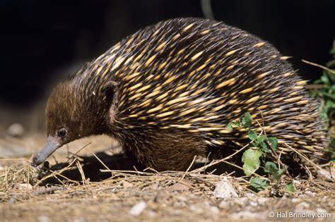 4 Incredible Echidna Facts That Will Leave you Speechless! | Travel For ...