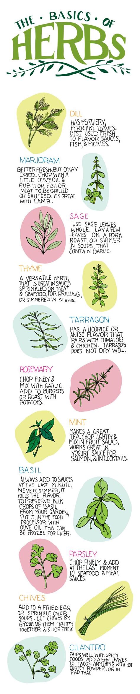 The Basics Of Herbs Infographic Lifehack