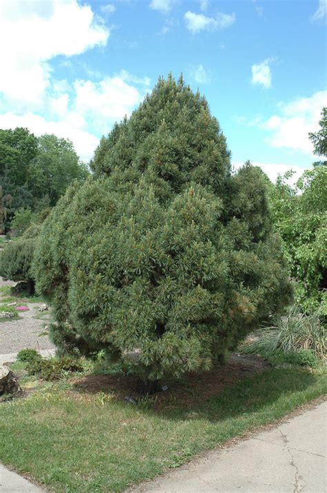 We did not find results for: Dwarf Twisted Scotch Pine (Pinus sylvestris 'Globosa ...
