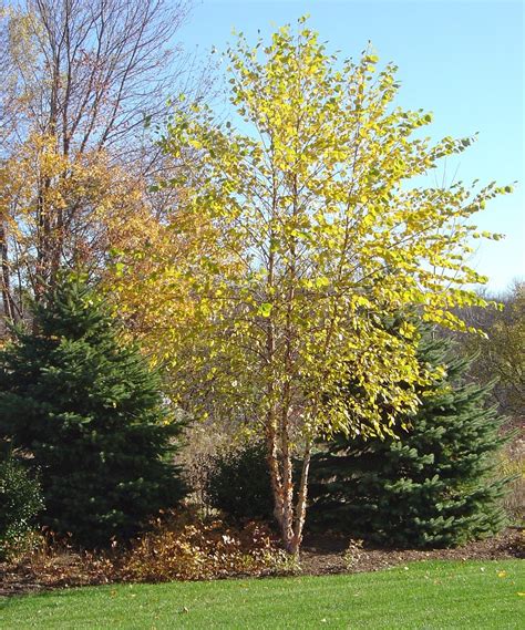 River Birch Tree Fall Color For Dallas Betula Nigra Haroldleidner