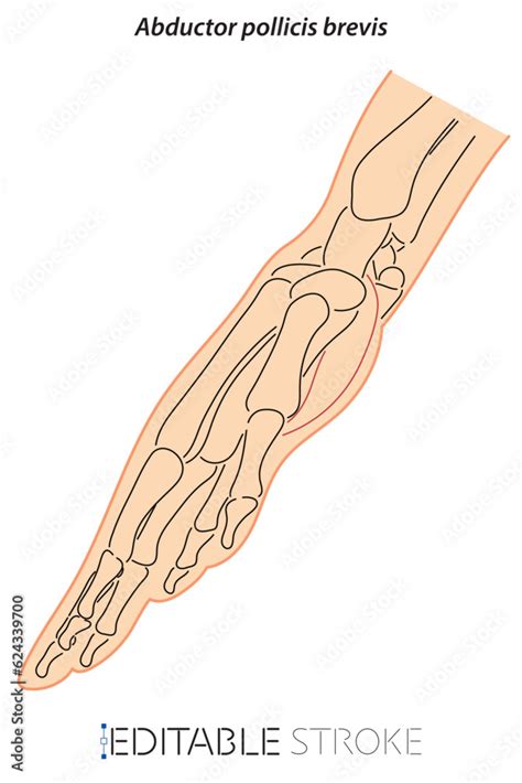 Line Drawing See Through Brevis Doctor Learning Science Hand