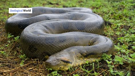 Anaconda Animal Interesting Facts Zoological World