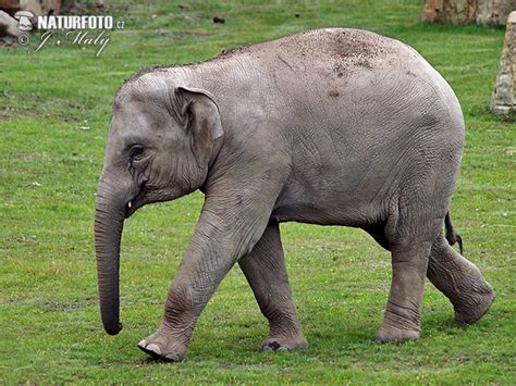 Elefante Asiático Fotos Fotografía