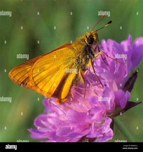 Small Skipper Thymelicus Sylvestris Thymelicus Flavus Butterfly On