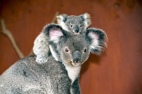 10 Koala Mother And Baby Stock Photos Pictures And Royalty Free Images