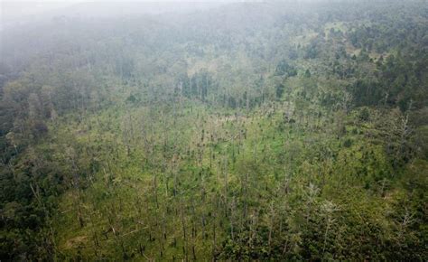 Penyusutan Kawasan Hutan Di Pulau Jawa Republika Online