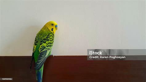 Portrait Of A Budgie The Parrot Is In The House White And Brown Stock