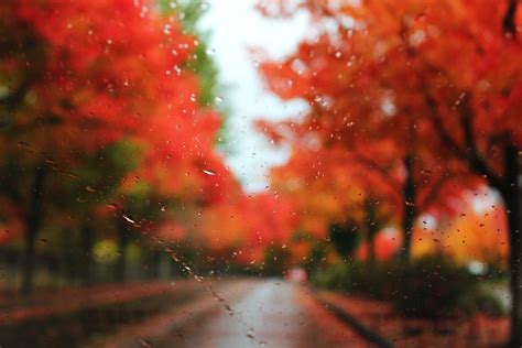 Autumn Rain Photography Wallpaper Forest Photos