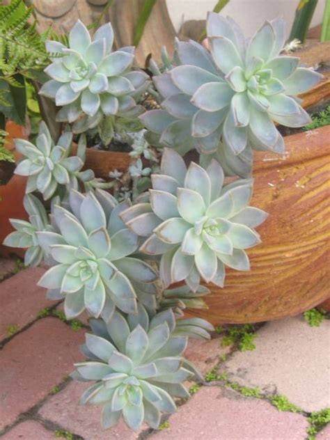 Her articles have appeared in entrepreneur and your home magazines. Succulents do grow in Florida | Plants, Ghost plant ...