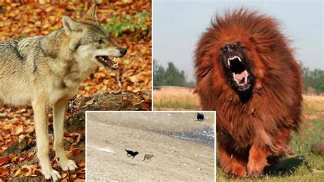 Mastín Tibetano Contra Lobos Así Defienden Estos Bravos Perros Al Ganado