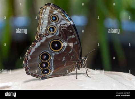 Mariposa Morfo Azul Común Fotos E Imágenes De Stock Alamy