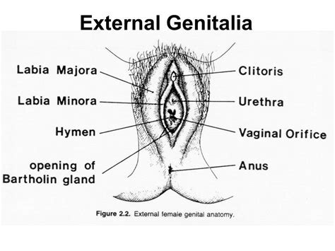 Humor us for a sec: Female genitalia diagram