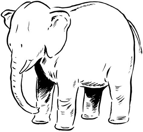 Desenho De Elefante Grande Para Colorir Tudodesenhos