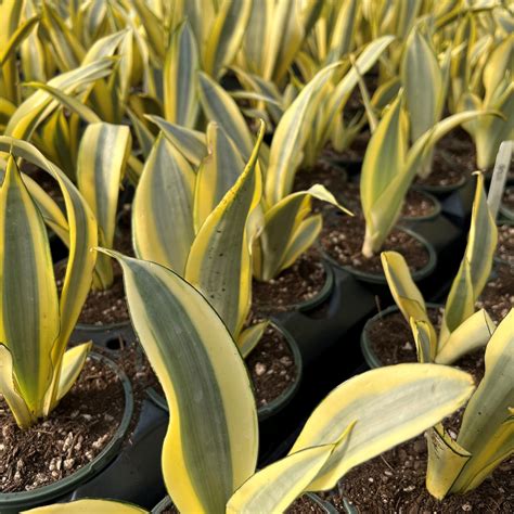 Sansevieria Trifasciata Ghost Snake Plant 45 Round Little