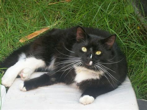 You can actually run water through it to rinse it out, which gives you the satisfaction of viewing. Missing Cat long haired Black cat with white chest and ...