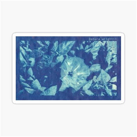 Sacred Datura Cyanotype Sticker For Sale By Spatiumnatura Redbubble