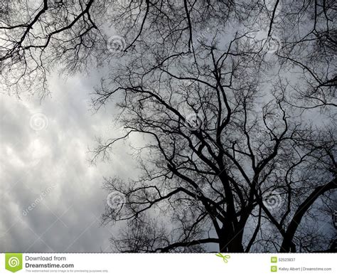 Spooky Trees And Stormy Skies Stock Image Image Of Stormy Tree 52523837