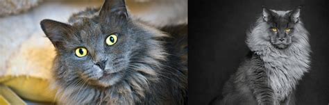 Nebelung Vs Maine Coon Breed Comparison Mycatbreeds