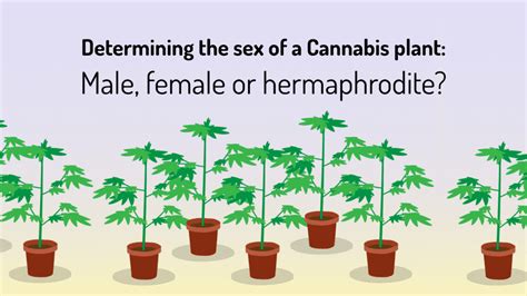 Identify Male Female And Hermaphrodite Cannabis Plants