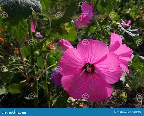 Magenta Flower In The Summer Garden Stock Photo Image Of Gardens