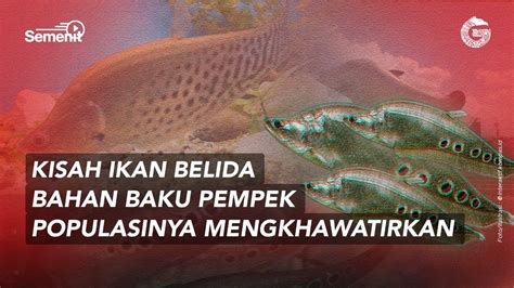 Ikan Belida Ikan Khas Palembang Yang Dilindungi Gnfi Semenit Youtube