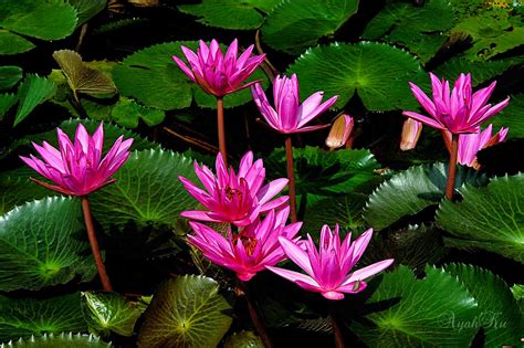 Menanam Dan Budidaya Bunga Teratai ~ Dagang Canang