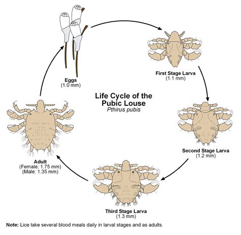 Pubic “crab” Lice