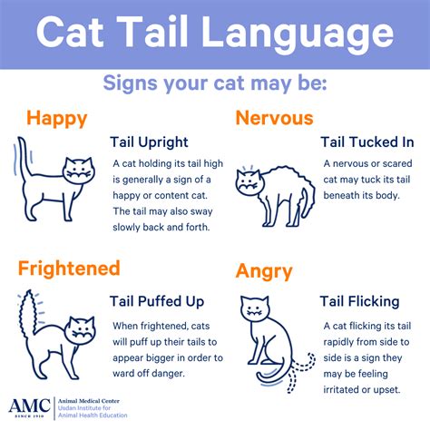 Usdanpettips Your Cats Tail Can Tell You A Lot About Whats Going
