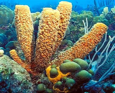 Characteristics Of Phylum Porifera