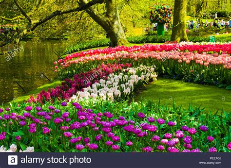 Bekijk meer ideeën over tulpen, soorten bloemen, tuin. Tulpen auf dem Keukenhof Holland Stockfoto, Bild ...