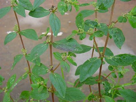 We did not find results for: pokok herba,bunga, ulaman dan segala jenis tumbuhan: ara ...