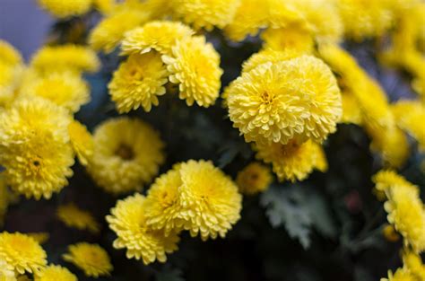 Different Yellow Flower Names 30 Types Of Yellow Flowers A To Z