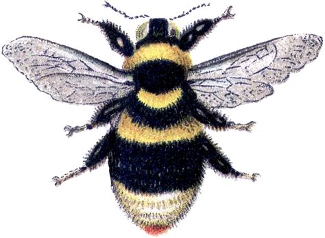 Bees Clip Art Library