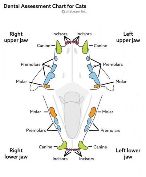 Feline dental chart 108 107 106. Dental Disease in Cats | VCA Animal Hospital