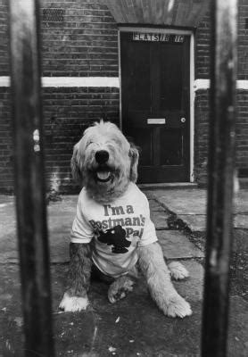 So you while you might have thought that once your puppy hit one year old, they'd be fully grown, it seems if you've selected a big dog as your companion, they may be nearing their second birthday before they stop. At What Age Will My Old English Sheepdog Stop Growing ...