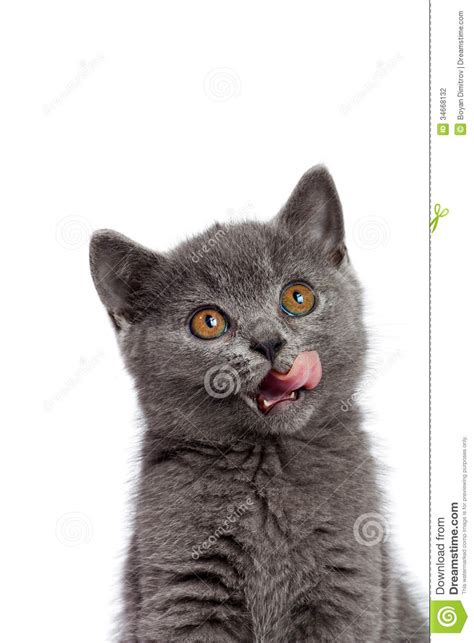 British Cat Stock Photo Image Of Domestic Animal