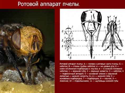 Значение пчел в сельском хозяйстве и жизни человека доклад, проект