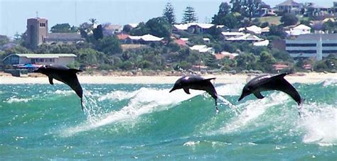 Quality hotel lighthouse offers unique accommodation bunbury that is located just steps to pristine beaches. Koombana Bay & Dolphins Cruise Bunbury