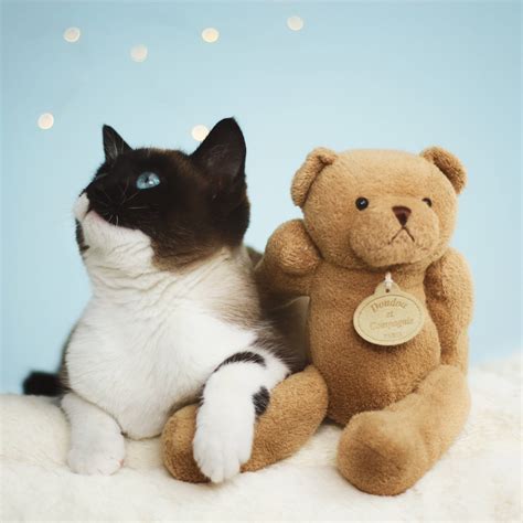Download Tuxedo Cat And Cute Teddy Bear Wallpaper