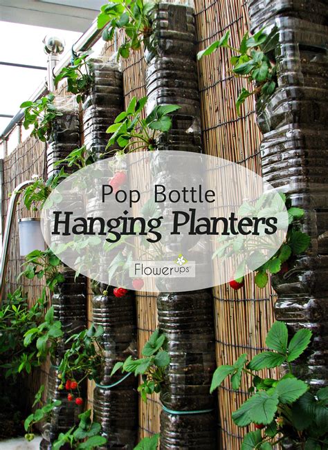 Diy Hanging Planters Made With Pop Bottles Tutorial Flowerups