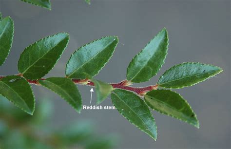See full list on nativefoodsnursery.com Vaccinium ovatum | Landscape Plants | Oregon State University