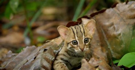 The Signature Chirp Of One Of The Smallest Wild Cats In The World