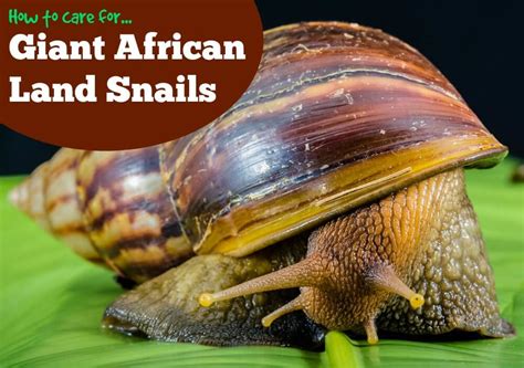 I checked out a book about snails from the library on how to. How to Care For Giant African Land Snails - PBS Pet Travel