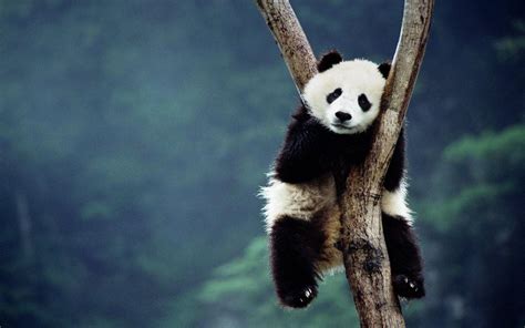Panda Ayı Resimleri Panda Ayı Duvar Kağıtları Panda Bear Wallpapers