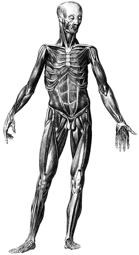 Method 1 starting with the skeleton and poses Skeleton Human Anatomy Old medical atlas illustration | Etsy