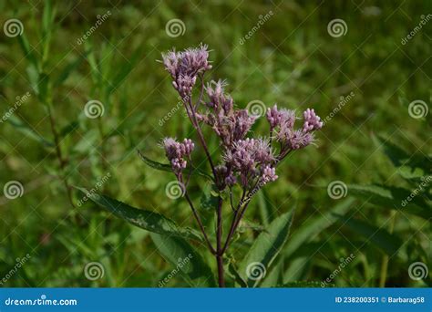 Purple Wildflower Growing In Minnesota Eutrochium Fistulosum Also