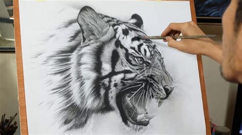 Drawing Pencil Process To Draw A Tiger By Toto Ms