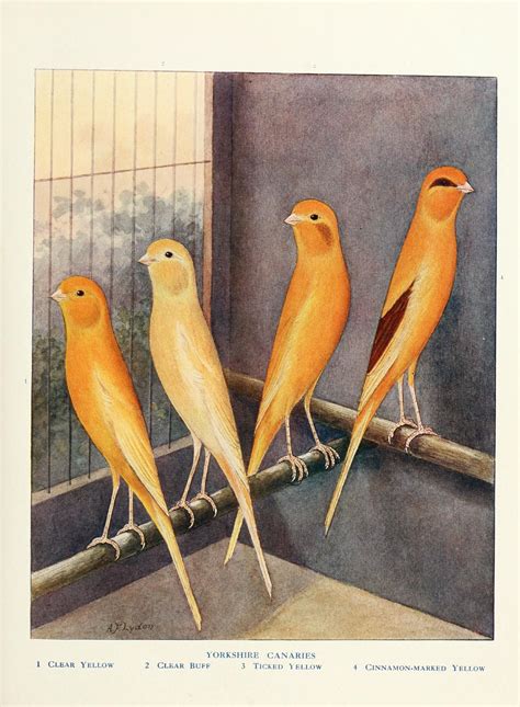 Yorkshire Canaries Cassells Canaries And Cage Birds 1884 L I T H O