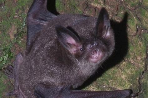Female Bats And Serenading Suitors Discover Wildlife