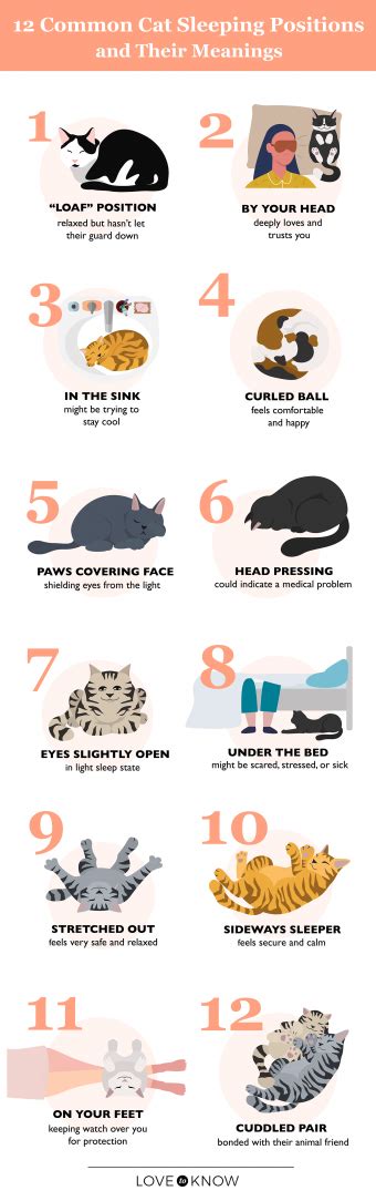 12 Cat Sleeping Positions And Their Meanings Lovetoknow Pets